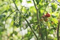 Image of red tomatoes hanging ripe on the branches