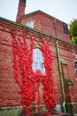 Red vines grow around single window of brick wall exterior church in New York