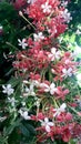 Nature beauty African plant