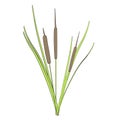 Image of reed mace Royalty Free Stock Photo