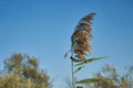 Image of a reed