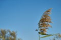 Image of a reed