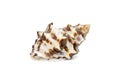 Image of reishia bitubercularis sea shells, common names bituberculate rock shell, bituberculate rock snail, chestnut rock shell