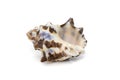 Image of reishia bitubercularis sea shells, common names bituberculate rock shell, bituberculate rock snail, chestnut rock shell