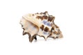 Image of reishia bitubercularis sea shells, common names bituberculate rock shell, bituberculate rock snail, chestnut rock shell