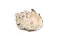 Image of reishia bitubercularis seashells on a white background. Undersea Animals. Sea Shells