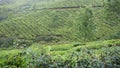 Natural and hill station scene of India and tea field