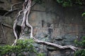 STRANGLER FIG TREE GROWING UP THE SIDE OF A SHEER ROCK