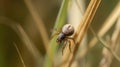 Tick Clinging to a Grass Straw, waiting for it\'s prey.