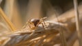 Tick Clinging to a Grass Straw, waiting for it\'s prey.