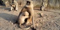 Monkeys with babies. Mother child. Animal and wildlife photography.