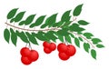 Cherries on a branch, fruit, colors, isolated.