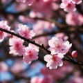 closeup of some beautiful cherry tree in blossom