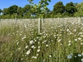 Rewilding with new trees Royalty Free Stock Photo