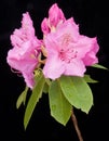 Image of Rhododendron flower on black. Royalty Free Stock Photo