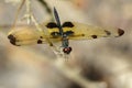 Image of a rhyothemis phyllis dragonflies on a tree branch.