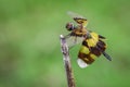 Image of a rhyothemis phyllis dragonflies on a tree branch.