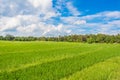 image of rice field and clear blue sky for background usage . Royalty Free Stock Photo