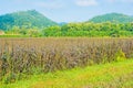 image of rice field and clear blue sky for background usage . Royalty Free Stock Photo