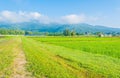 image of rice field and clear blue sky for background usage . Royalty Free Stock Photo