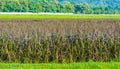 image of rice field and clear blue sky for background usage . Royalty Free Stock Photo