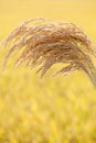 Rice that has been harvested Royalty Free Stock Photo