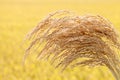 Rice that has been harvested Royalty Free Stock Photo