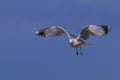 Seagull in flight: Free as a bird Royalty Free Stock Photo