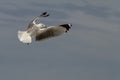 Seagull in flight: Free as a bird Royalty Free Stock Photo