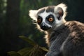 Image of ring-tailed lemur in the forest, Wildlife Animals., Generative AI, Illustration