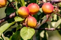 Ripe apricots clothed tree branch in the garden