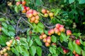 Ripe apricots clothed tree branch in the garden Royalty Free Stock Photo