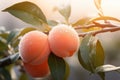 image of a ripe, juicy peach hanging from a tree branch, with dew drops