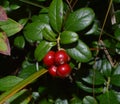 Ripe northern Red cowberryin in the forest