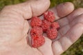 Ripe raspberry in hand of a summer resident