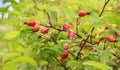 Image of ripe rose hip bush. Royalty Free Stock Photo