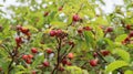 Image of ripe rose hip bush. Royalty Free Stock Photo