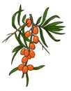 Image of ripe sea-buckthorn branch. Hand-drawn illustration of Sandthorn simply colored. Orange berries and green leaves