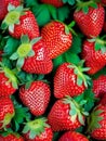 Ripe Sweet glossy Summer Strawberries ready for snacking