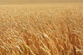 Ripened Agricultural Wheat Field Royalty Free Stock Photo