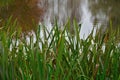 image of the river schelde, close up Royalty Free Stock Photo