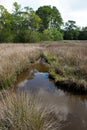 Sea grass along a river bank with clouds reflecting in the water