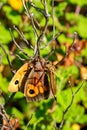 Image of an robber fly eating prey Royalty Free Stock Photo