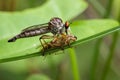Image of an robber fly eating prey on green leaves. Royalty Free Stock Photo