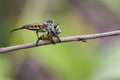 Image of an robber fly eating prey on nature background. Insect Royalty Free Stock Photo