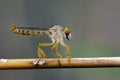Image of an robber fly& x28;Asilidae& x29; on a branch. Royalty Free Stock Photo