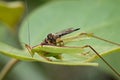 Image of an robber fly& x28;Asilidae& x29; eating grasshopper. Royalty Free Stock Photo