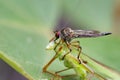 Image of an robber fly& x28;Asilidae& x29; eating grasshopper. Royalty Free Stock Photo