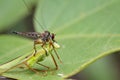 Image of an robber fly& x28;Asilidae& x29; eating grasshopper. Royalty Free Stock Photo