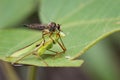 Image of an robber fly& x28;Asilidae& x29; eating grasshopper. Royalty Free Stock Photo